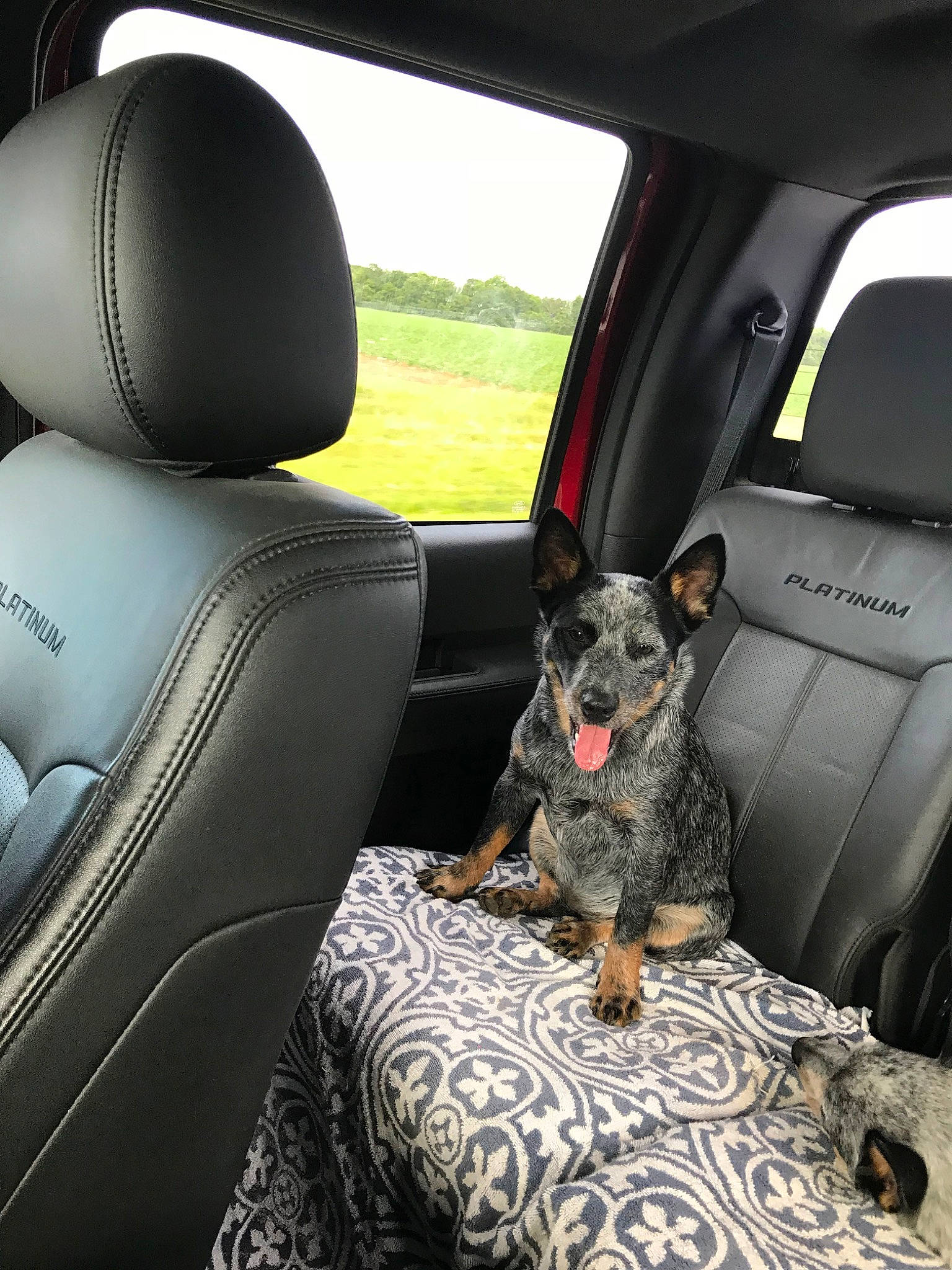 Cady Lou is registered to the contest to win money with this photo: australian_cattle_dog, canidae, car, car_seat, car_seat_cover, carnivore, companion_dog, dog, dog_breed, mammal, sporting_group, vehicle, vehicle_door, vertebrate