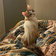 Crevette participe au concours pour gagner de l'argent avec cette photo : cat, animal, pet, feline, curious, fluffy, bed, blanket, indoor, cozy, soft_light, patterned_blanket, fur, whiskers, ears, tail, looking_back, resting, comfortable, domestic