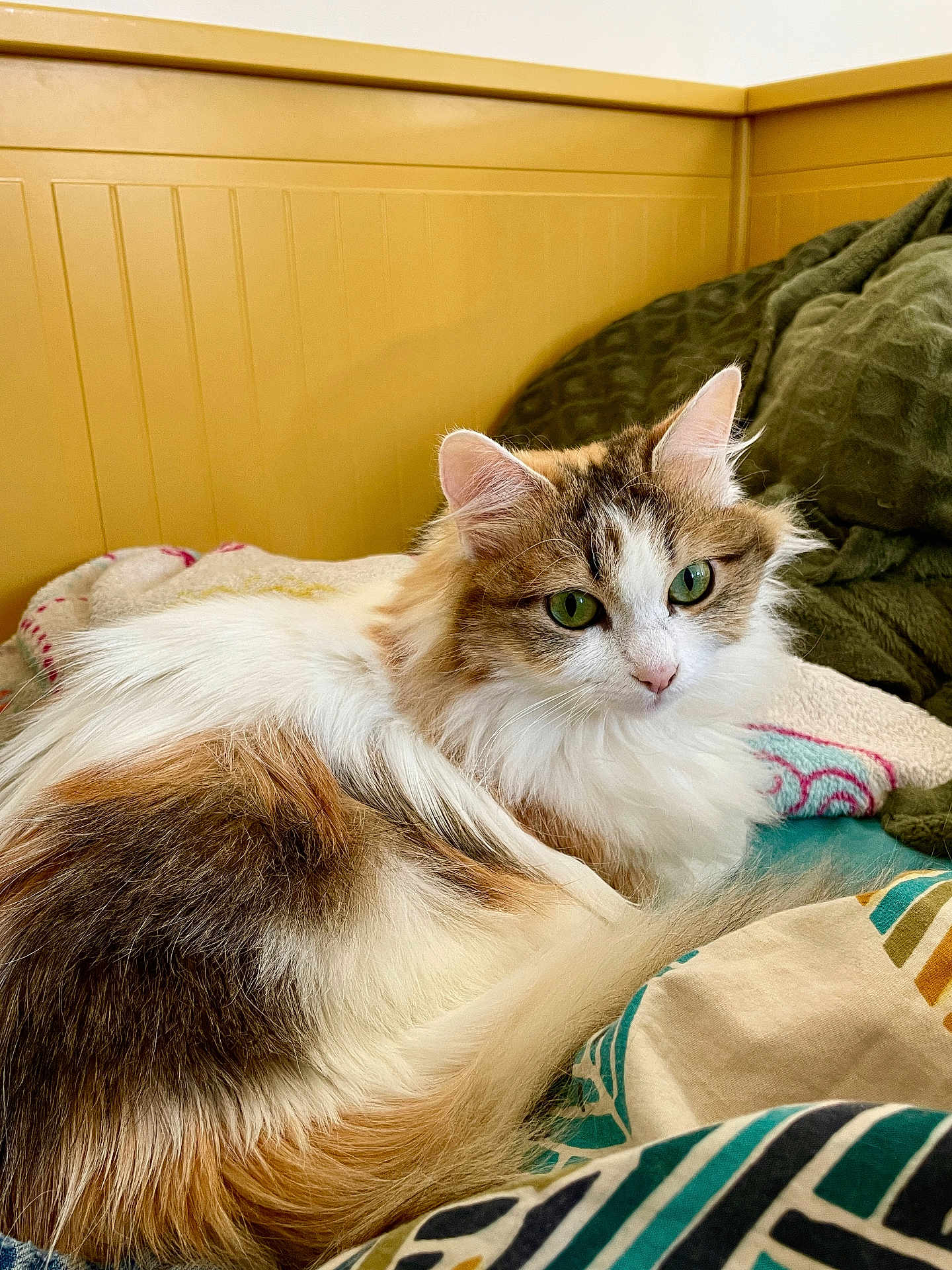 Crevette a rejoint le concours — aidez-le/la à gagner de superbes lots ! cat, fluffy, green_eyes, bed, blanket, indoor, cozy, relaxed, feline, fur, animal, pet, resting, curious, yellow_wall, comfort, cute, long_hair, mammal, domestic