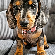 Muffy is registered to the contest to win money with this photo: puppy, dog, dachshund, close_up, pet, cute, collar, indoor, couch, fur, ears, sitting, looking, young, animal, domestic_animal, face, whiskers, nose, texture