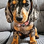 puppy, dog, dachshund, close_up, pet, cute, collar, indoor, couch, fur, ears, sitting, looking, young, animal, domestic_animal, face, whiskers, nose, texture