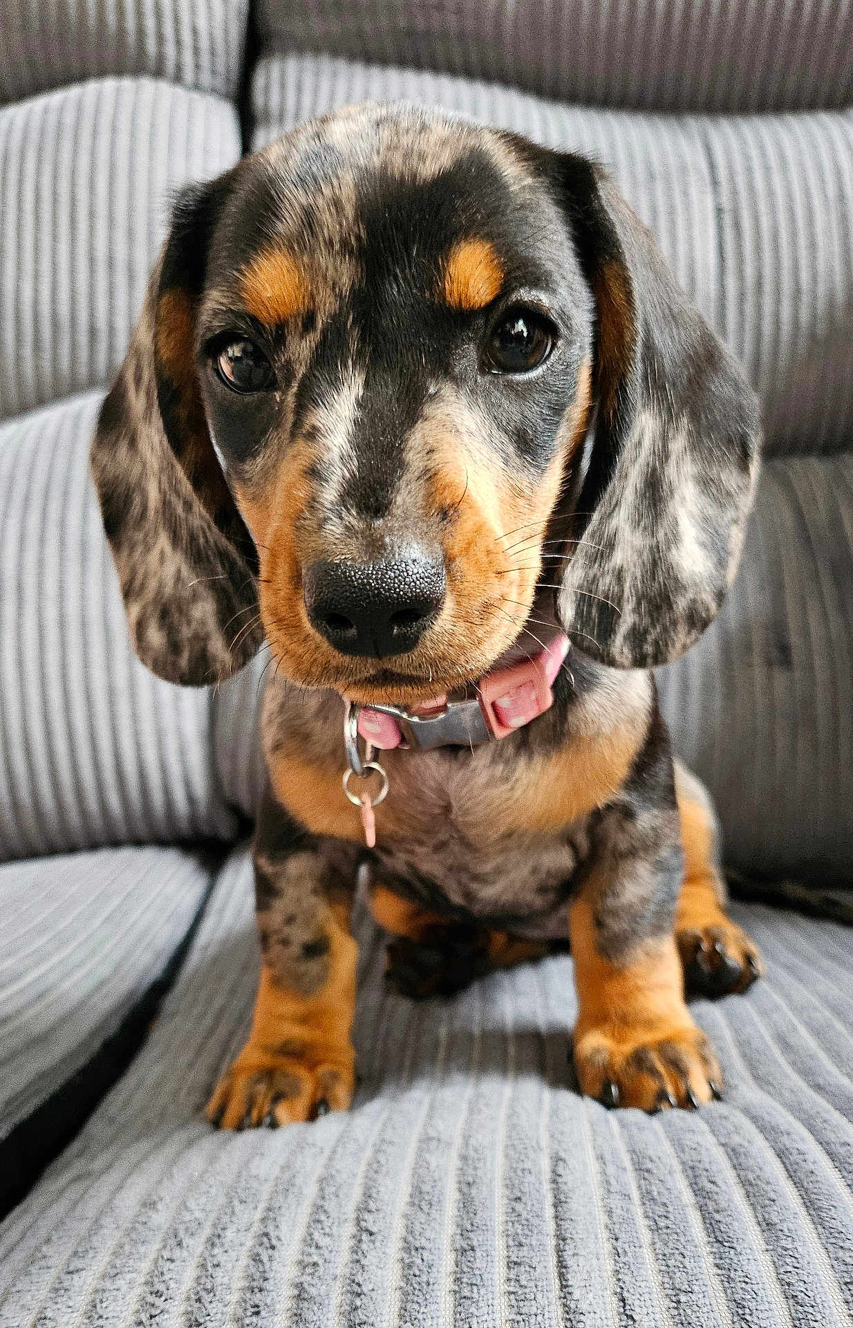 Muffy is registered to the contest to win money with this photo: puppy, dog, dachshund, close_up, pet, cute, collar, indoor, couch, fur, ears, sitting, looking, young, animal, domestic_animal, face, whiskers, nose, texture