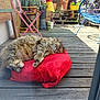 blue_chair, cat, chair, cushion, feline, flower_pots, fluffy, nature, outdoor, pet, pink_chair, plants, potted_plants, red, relaxation, sleeping, summer, sunlight, tabby, wooden_deck