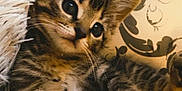 Yoshi is registered to the contest to win money with this photo: kitten, cat, tabby, pet, cute, feline, whiskers, fur, paws, animal, sleepy, cozy, blanket, pillow, indoor, resting, closeup, portrait, young, curious