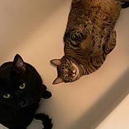 Yoshi joined the competition — help win amazing prizes! cat, black_cat, tabby_cat, bathtub, indoor, pet, feline, animal, curious, lying_down, sitting, whiskers, ears, fur, paws, domestic_animal, two_animals, looking_up, relaxed, household