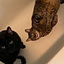 cat, black_cat, tabby_cat, bathtub, indoor, pet, feline, animal, curious, lying_down, sitting, whiskers, ears, fur, paws, domestic_animal, two_animals, looking_up, relaxed, household