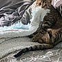 cat, tabby, blanket, bed, comfort, curious, feline, fur, indoor, patterned, resting, striped, tail, pet, playful, cozy, soft, household, animal, cute