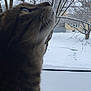 cat, tabby, close_up, profile, animal, pet, indoor, window, snow, winter, tree, bare_tree, outdoor_view, house, daylight, curious, feline, whiskers, fur, looking_up