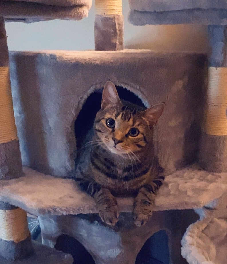Yoshi