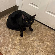 Hickory Barbecue is registered to the contest to win money with this photo: alone, animal, black_cat, cat, corner, crouching, curious, domestic, door, feline, floor, home, indoor, looking, mat, pet, quiet, texture, tile_floor, yellow_eyes