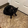 alone, animal, black_cat, cat, corner, crouching, curious, domestic, door, feline, floor, home, indoor, looking, mat, pet, quiet, texture, tile_floor, yellow_eyes