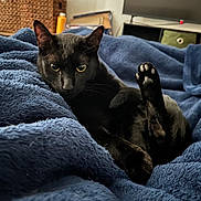 Rye Whiskey is registered to the contest to win money with this photo: black_cat, cat, paw, blanket, blue_blanket, indoor, furniture, television, basket, cozy, pet, animal, relaxed, fur, cute, home, living_room, resting, soft, domestic_cat
