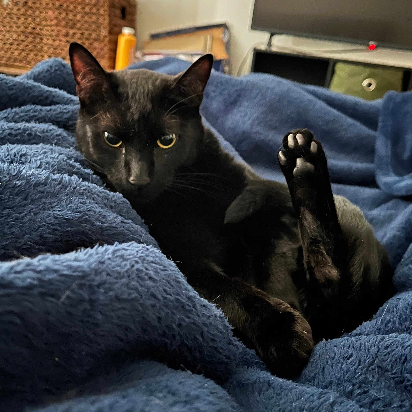 Rye Whiskey is registered to the contest to win money with this photo: animal, basket, black_cat, blanket, blue_blanket, cat, cozy, cute, domestic_cat, fur, furniture, home, indoor, living_room, paw, pet, relaxed, resting, soft, television