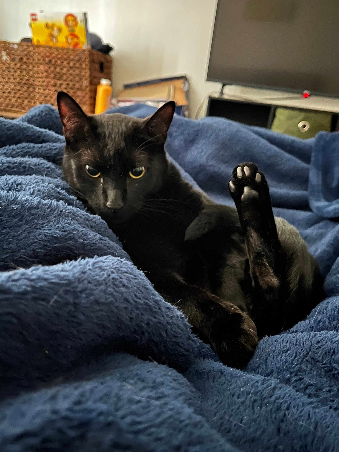 Rye Whiskey is registered to the contest to win money with this photo: black_cat, cat, paw, blanket, blue_blanket, indoor, furniture, television, basket, cozy, pet, animal, relaxed, fur, cute, home, living_room, resting, soft, domestic_cat