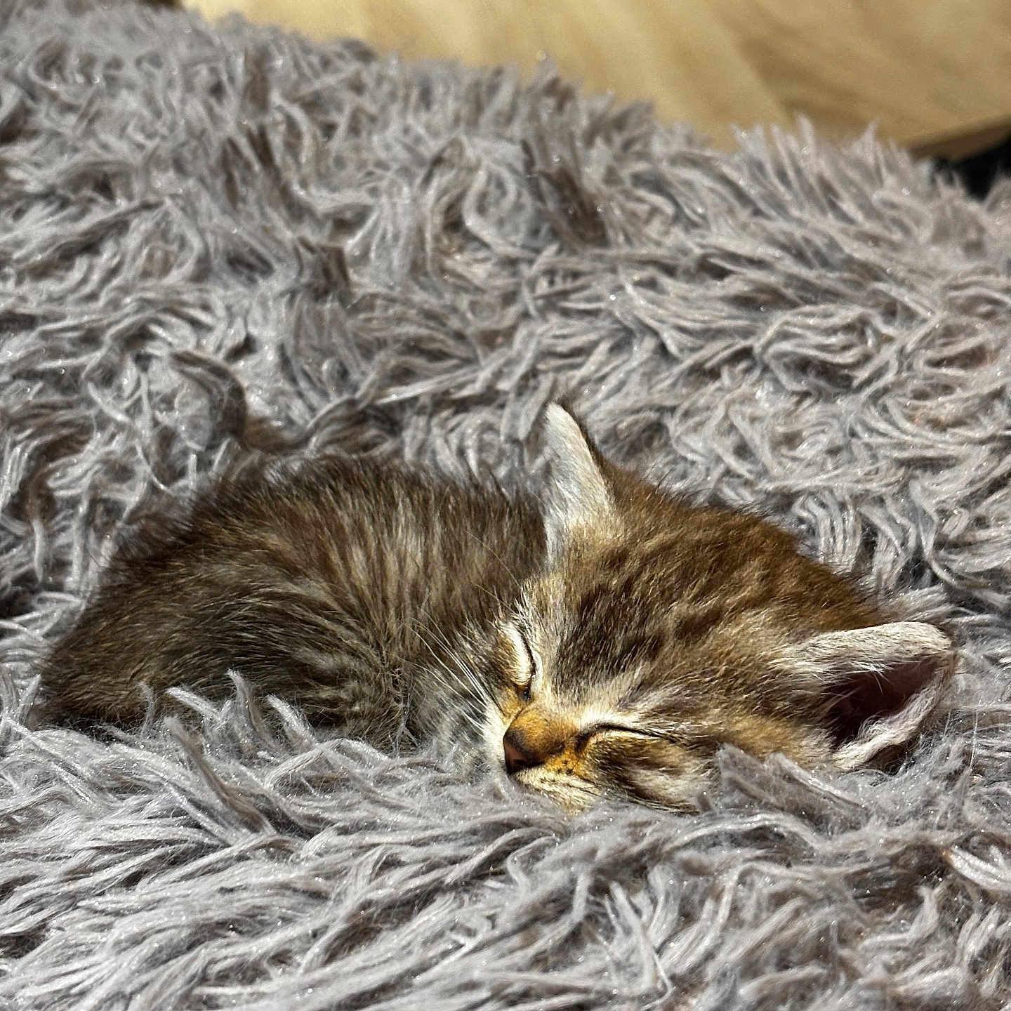 Blue a rejoint le concours — aidez-le/la à gagner de superbes lots ! adorable, animal, blanket, cat, comfort, cozy, cute, feline, fluffy, fur, indoors, kitten, nap, pet, resting, sleeping, small, soft, tabby, young