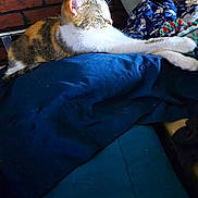 Gizzy is registered to the contest to win money with this photo: animal, blue_blanket, brick_wall, cat, colorful, cozy, domestic, fabric, feline, furniture, gallery, indoor, pet, phone_screenshot, relaxation, resting, stretching, sunlight, technology, thumbnail