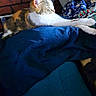 animal, blue_blanket, brick_wall, cat, colorful, cozy, domestic, fabric, feline, furniture, gallery, indoor, pet, phone_screenshot, relaxation, resting, stretching, sunlight, technology, thumbnail