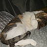 Gizzy joined the competition — help win amazing prizes! cat, sleeping, bed, paw, fur, tabby, white, brown, cozy, curled_up, domestic_animal, pet, resting, indoor, blanket, pattern, tail, cute, animal, feline