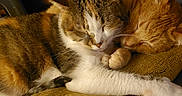 Gizzy joined the competition — help win amazing prizes! animal, blanket, calico_cat, cat, cats, close_up, companion, cozy, cute, feline, friendship, fur, indoor, nap, orange_cat, paw, pet, relaxation, resting, sleeping
