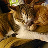 Gizzy joined the competition — help win amazing prizes! cat, cats, sleeping, nap, cozy, feline, calico_cat, orange_cat, paw, fur, resting, close_up, indoor, blanket, cute, animal, pet, companion, friendship, relaxation