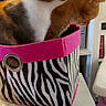 cat, cats, basket, zebra_stripe, pink, table, indoor, feline, orange_cat, tabby_cat, pet, animal, curious, cozy, household, storage, container, domestic, companions, cute