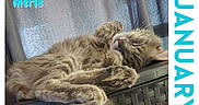 Merle is registered to the contest to win money with this photo: cat, gray_cat, sleeping, feline, fur, paws, relaxing, indoor, basket, woven_basket, curtain, calendar, january, text_overlay, cozy, cute, pet, napping, domestic_cat, resting