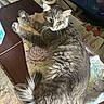 cat, gray_cat, fluffy_fur, green_eyes, towel, table, wooden_table, indoor, pet_food, food_bowl, household_items, relaxed, pet, fur, animal, domestic, feline, resting, cozy, looking