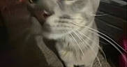 Merle is registered to the contest to win money with this photo: animal, blurry, carpet, cat, close_up, curious, dim_lighting, feline, gray_cat, indoor, mobile_screen, pet, portrait, screenshot, social_media, story, text_overlay, user_interface, whiskers, wide_eyes