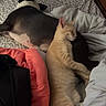 Cheeto is registered to the contest to win money with this photo: animal, bed, blanket, blanket_fold, brick_wall, canine, cat, cozy, dog, feline, friendship, fur, green_chair, indoor, patterned_sheet, pet, phone_interface, resting, sleeping, snuggling