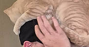 Cheeto is registered to the contest to win money with this photo: animal, brick_wall, cat, closeup, comfort, domestic_animal, ear, feline, hand, head, headband, human, indoor, orange_cat, person, pet, resting, skin, tattoo, wall