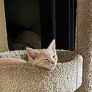 Cheeto joined the competition — help win amazing prizes! animal, cat, cat_tower, cozy, cute, ears, face, feline, fur, fuzzy, home, indoor, kitten, nap, pet, relaxed, resting, sleepy, small, soft