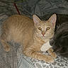 Cheeto is registered to the contest to win money with this photo: animal, bed, blanket, cat, closeup, companion, cozy, cute, domestic_animal, feline, fur, gray_cat, indoor, orange_tabby, paw, pet, resting, sleeping, snuggling, whiskers