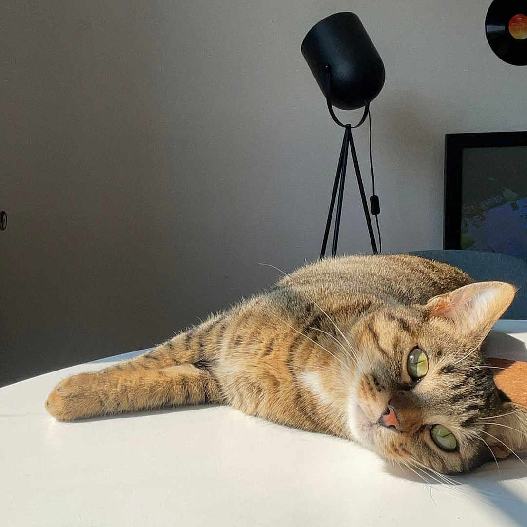 Tigrou participe au concours pour gagner de l'argent avec cette photo : animal, architecture, cat, desk, diningtable, face, furniture, head, indoors, interiordesign, lamp, lighting, person, pet, photography, plant, portrait, pottedplant, table, wood