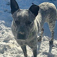 Bluey joined the competition — help win amazing prizes! dog, snow, outdoor, animal, pet, ears, fur, shadow, daylight, curious, standing, winter, nature, closeup, muzzle, collar, spot, canine, ground, texture