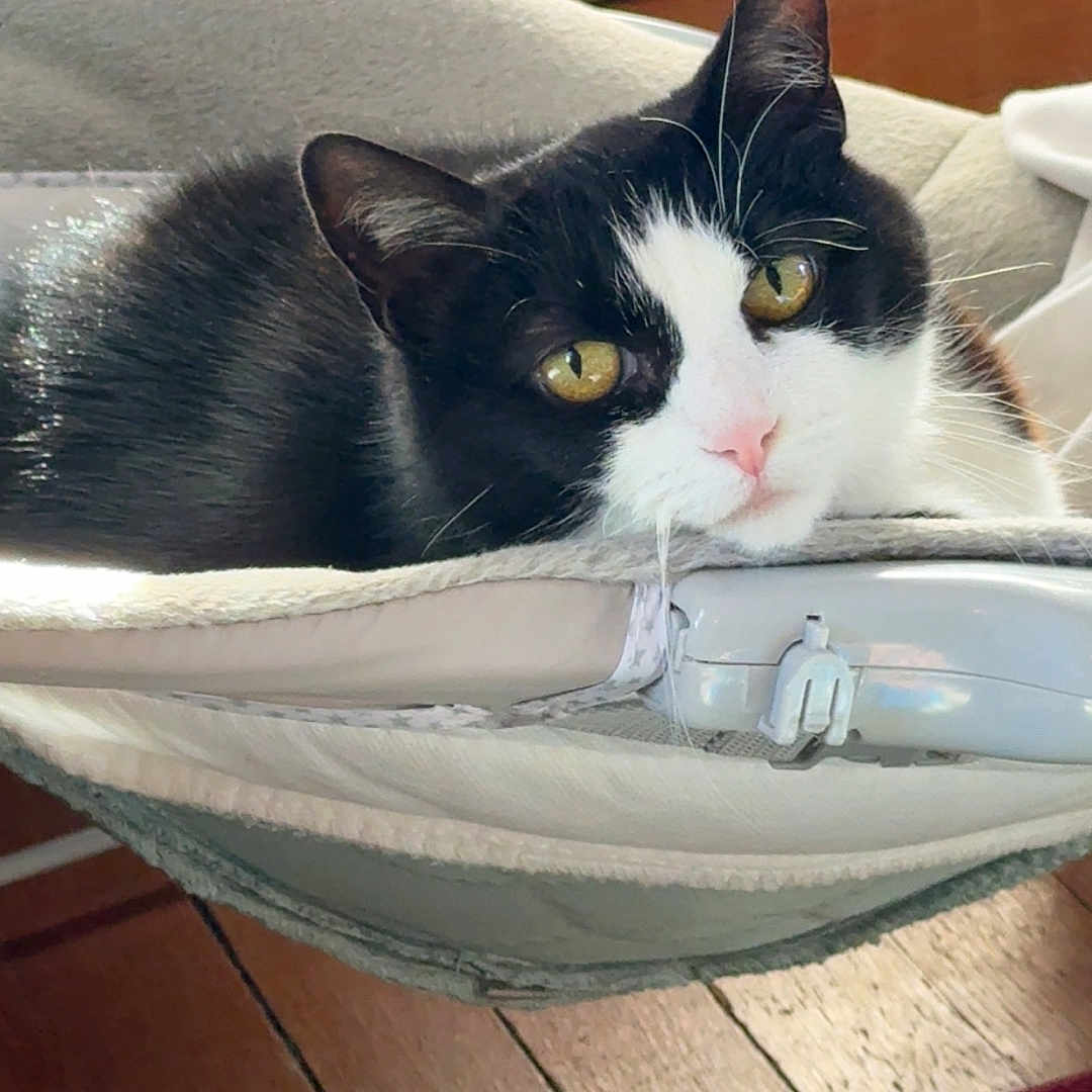 Oreo is registered to the contest to win money with this photo: animal, black_and_white, cat, close_up, comfort, cozy, domestic_cat, fur, hammock_bed, home, indoor, pet, relaxed, resting, rug, sleepy, sunlight, whiskers, wooden_floor, yellow_eyes