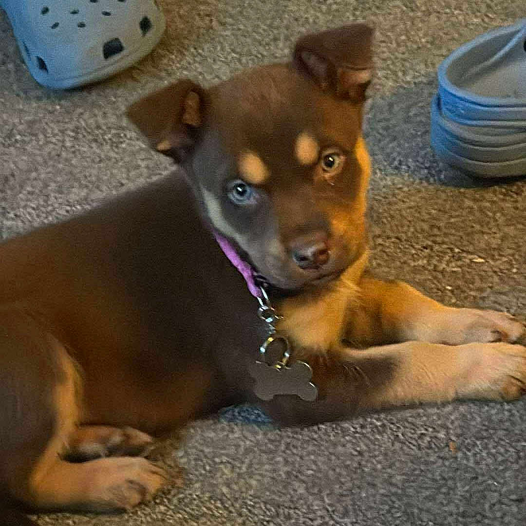 Bella Ryland is registered to the contest to win money with this photo: animal, blanket, brown_dog, carpet, collar, cute, dog, domestic_animal, ears, eyes, floor, fur, heterochromia, indoor, lying_down, pet, puppy, relaxing, slippers, tag