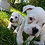 close_up, curious, dog, eyes, foreground, grass, leafy_background, mammal, motion_blur, nature, nose, outdoor, pet, playful, puppy, sunlight, two_puppies, white_puppy, yard, young_animal
