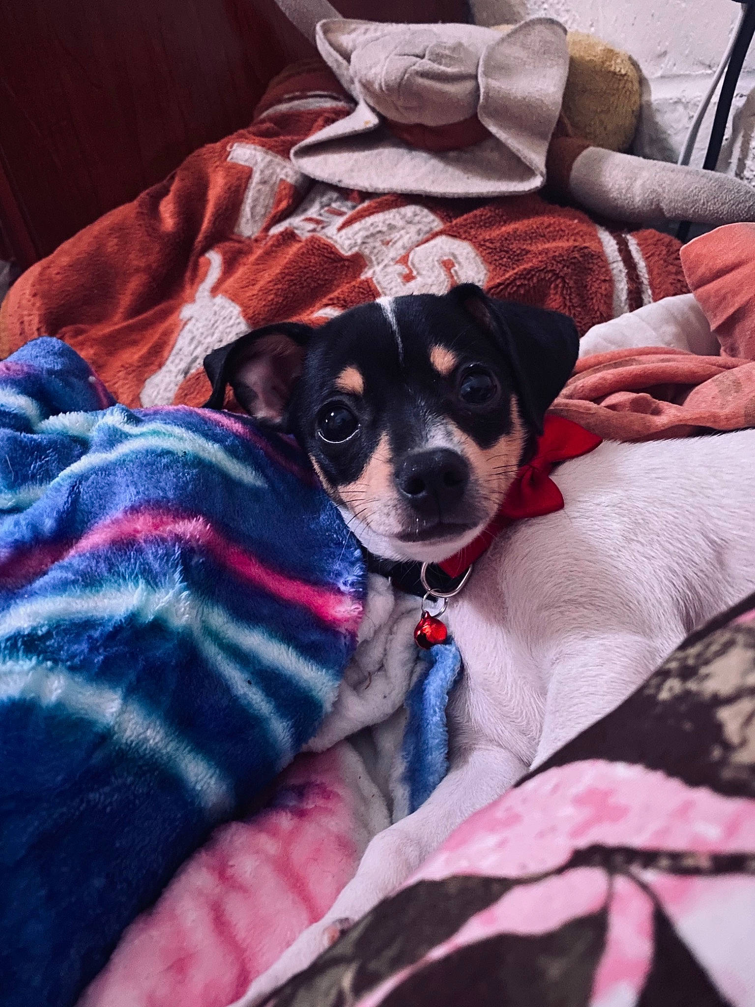 Lil Mama joined the competition — help win amazing prizes! carnivore, chihuahua, comfort, companion_dog, couch, dog, dog_breed, eyewear, fur, linens, magenta, pattern, plaid, puppy_love, purple, sporting_group, sunglasses, toy_dog, whiskers, working_animal