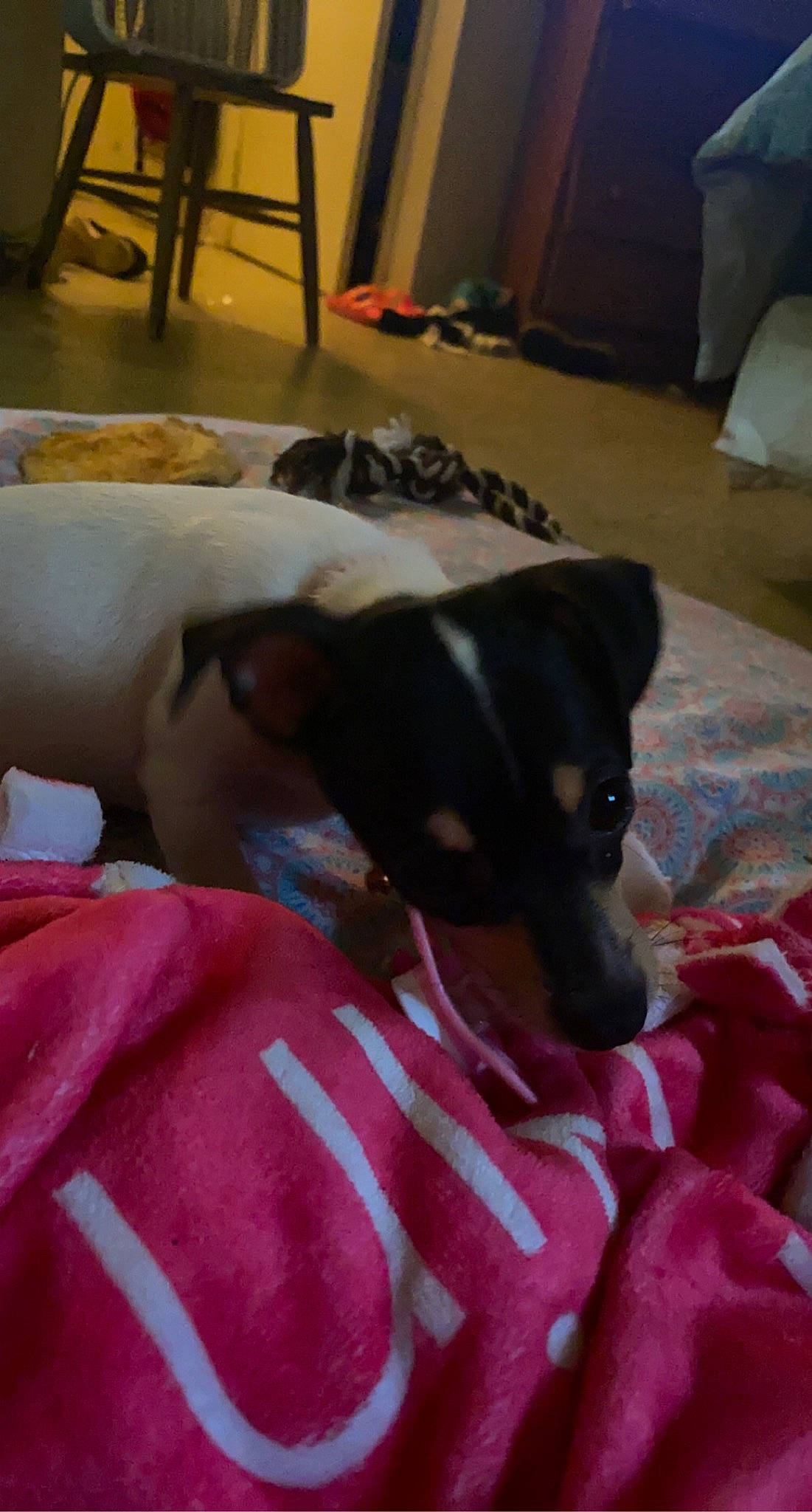 Lil Mama is registered to the contest to win money with this photo: cabinetry, carnivore, collar, comfort, companion_dog, couch, dog, dog_breed, dog_supply, fawn, floor, flooring, fur, hardwood, linens, magenta, snout, sporting_group, whiskers, working_animal