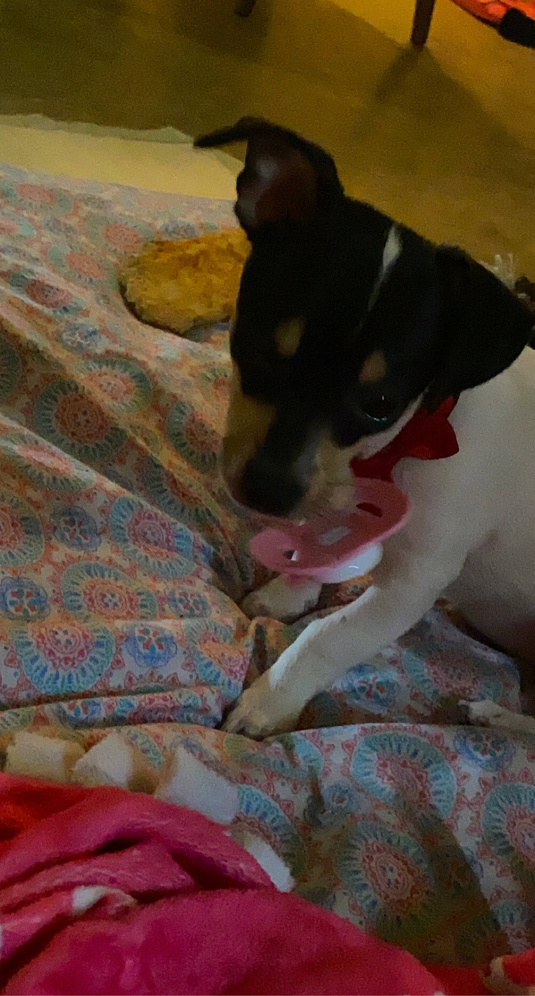 Lil Mama is registered to the contest to win money with this photo: bed, bedding, canidae, carnivore, comfort, companion_dog, dog, dog_breed, fawn, flooring, fur, linens, non_sporting_group, pattern, paw, small_to_medium_sized_cats, snout, sporting_group, whiskers, working_animal