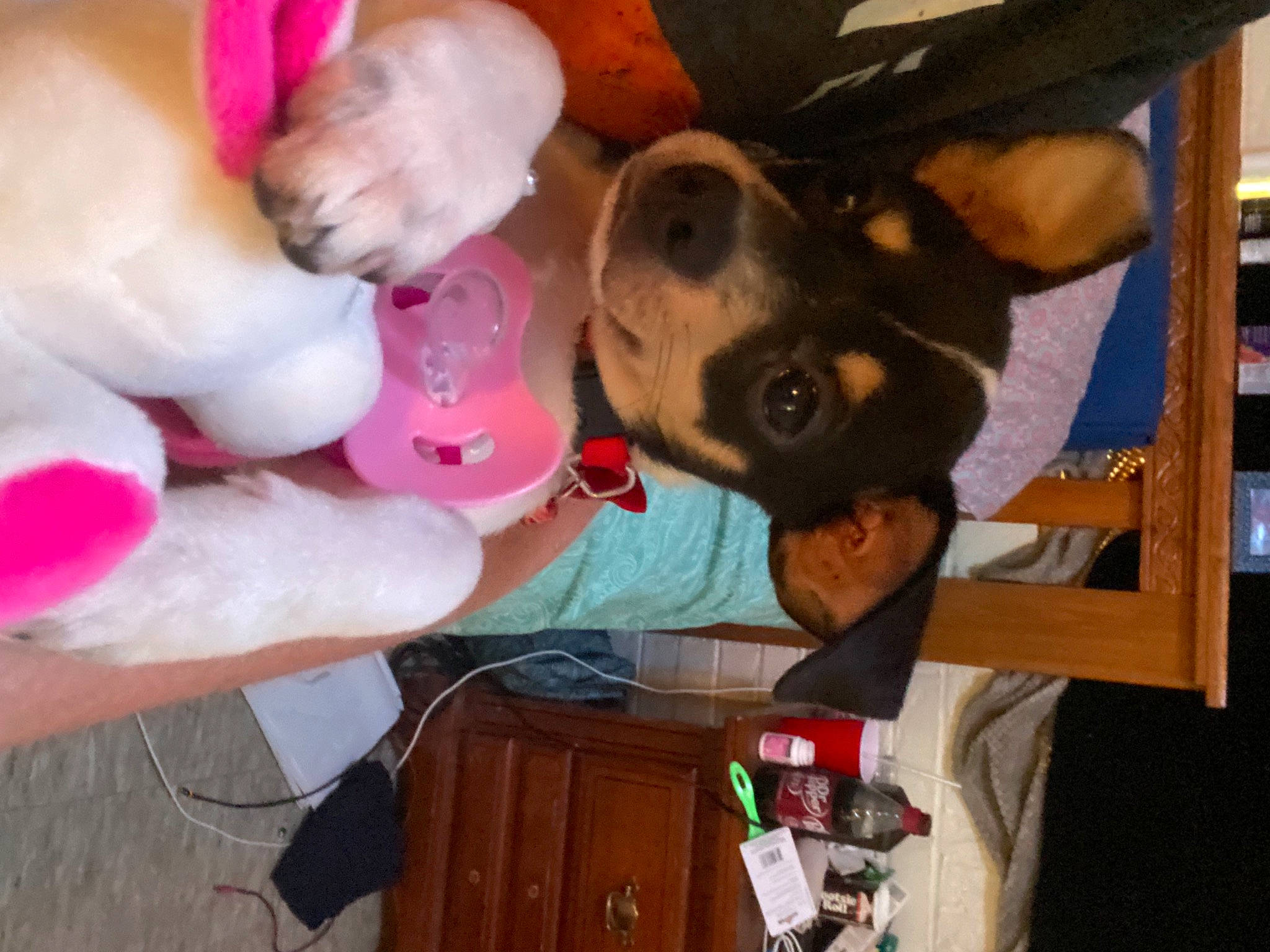 Lil Mama is registered to the contest to win money with this photo: canidae, carnivore, collar, comfort, companion_dog, dog, dog_breed, dog_supply, ear, fawn, fur, guard_dog, mammal, non_sporting_group, sporting_group, toy_dog, working_animal