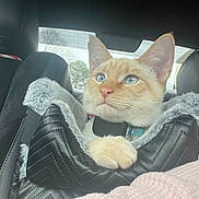 Latte joined the competition — help win amazing prizes! cat, ginger_cat, blue_eyes, pet, feline, car_interior, car_seat, pet_bed, paw, collar, close_up, portrait, fluffy, looking_up, window, travel, passenger, cozy, indoor, fur