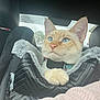 cat, ginger_cat, blue_eyes, pet, feline, car_interior, car_seat, pet_bed, paw, collar, close_up, portrait, fluffy, looking_up, window, travel, passenger, cozy, indoor, fur