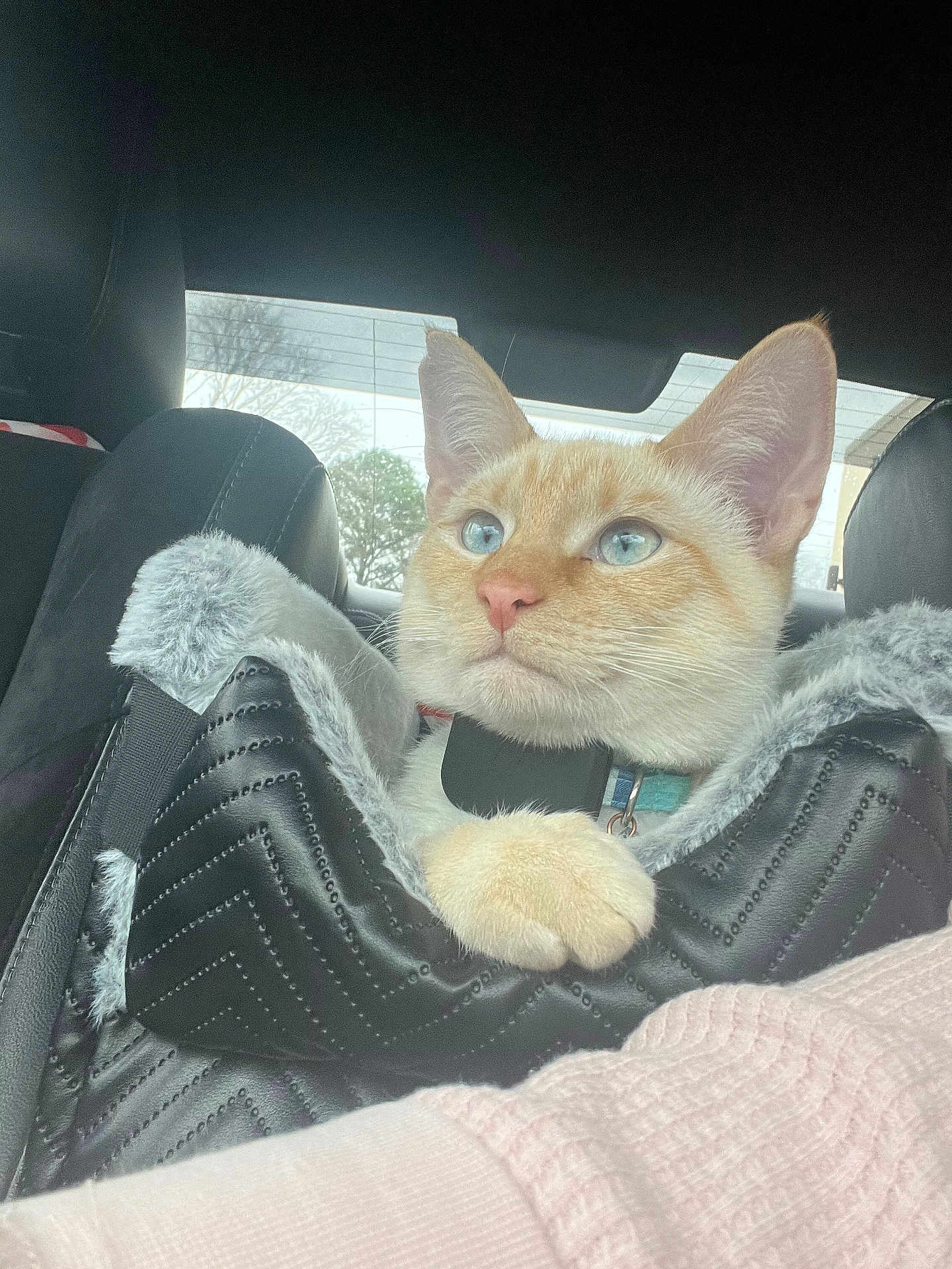 Latte joined the competition — help win amazing prizes! cat, ginger_cat, blue_eyes, pet, feline, car_interior, car_seat, pet_bed, paw, collar, close_up, portrait, fluffy, looking_up, window, travel, passenger, cozy, indoor, fur
