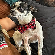 Daniel joined the competition — help win amazing prizes! beard, black_and_white, blanket, bow_tie, casual, close_up, companion, couch, cozy, cute, dog, festive, holiday, indoor, person, pet, relaxed, sitting, small_dog, tattoo
