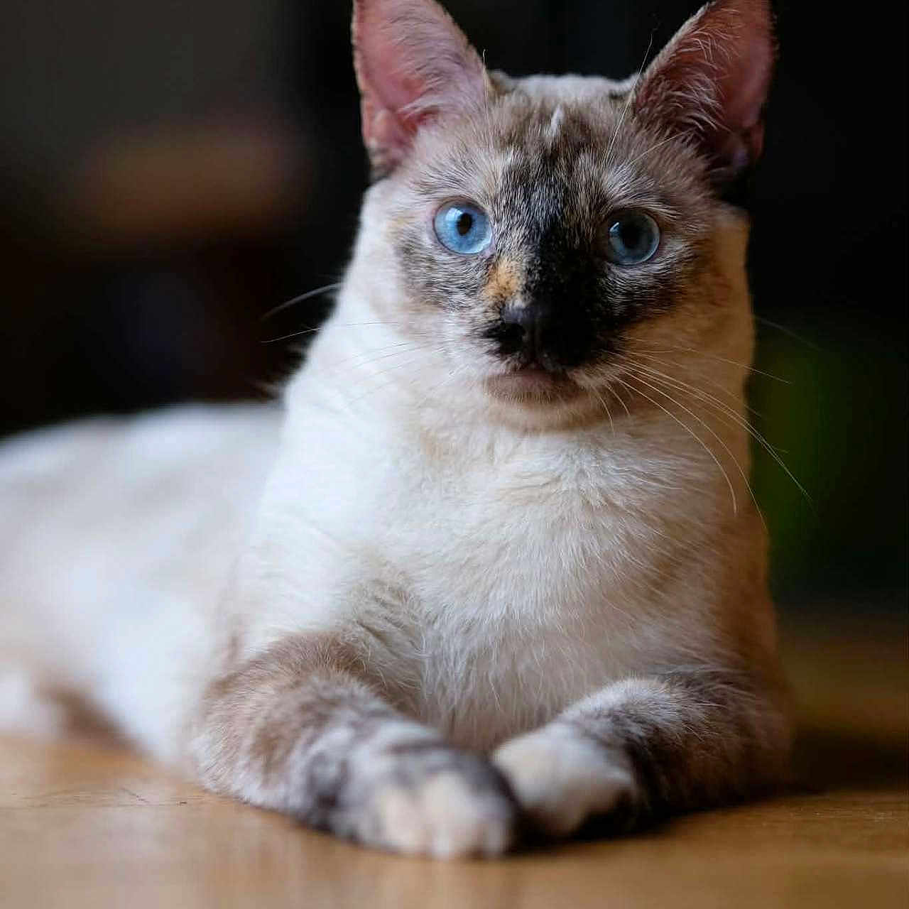 Uma