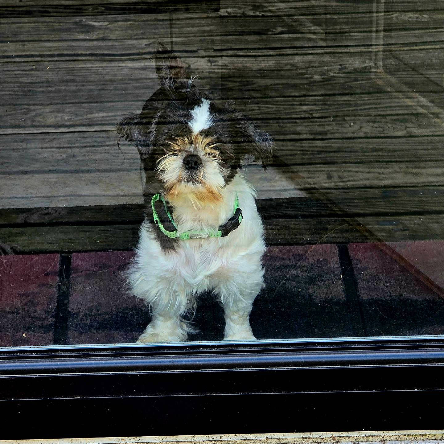 Molly Mae is registered to the contest to win money with this photo: ancient_dog_breeds, canidae, carnivore, collar, companion_dog, corn_on_the_cob, dog, dog_breed, dog_collar, door, fur, hardwood, paw, rectangle, small_terrier, sporting_group, terrier, toy_dog, wood, working_animal