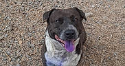 Blackjack is registered to the contest to win money with this photo: dog, tongue, happy, sitting, gravel, outdoor, pet, looking_up, black_and_white, smiling, animal, fur, ears, tail, ground, nature, canine, playful, closeup, friendly