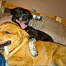 Blackjack joined the competition — help win amazing prizes! dog, two_dogs, black_dog, brown_dog, bed, resting, panting, tongue_out, indoor, affection, friendship, canine, animal, cute, pet, furry, companion, relaxed, comfortable, home