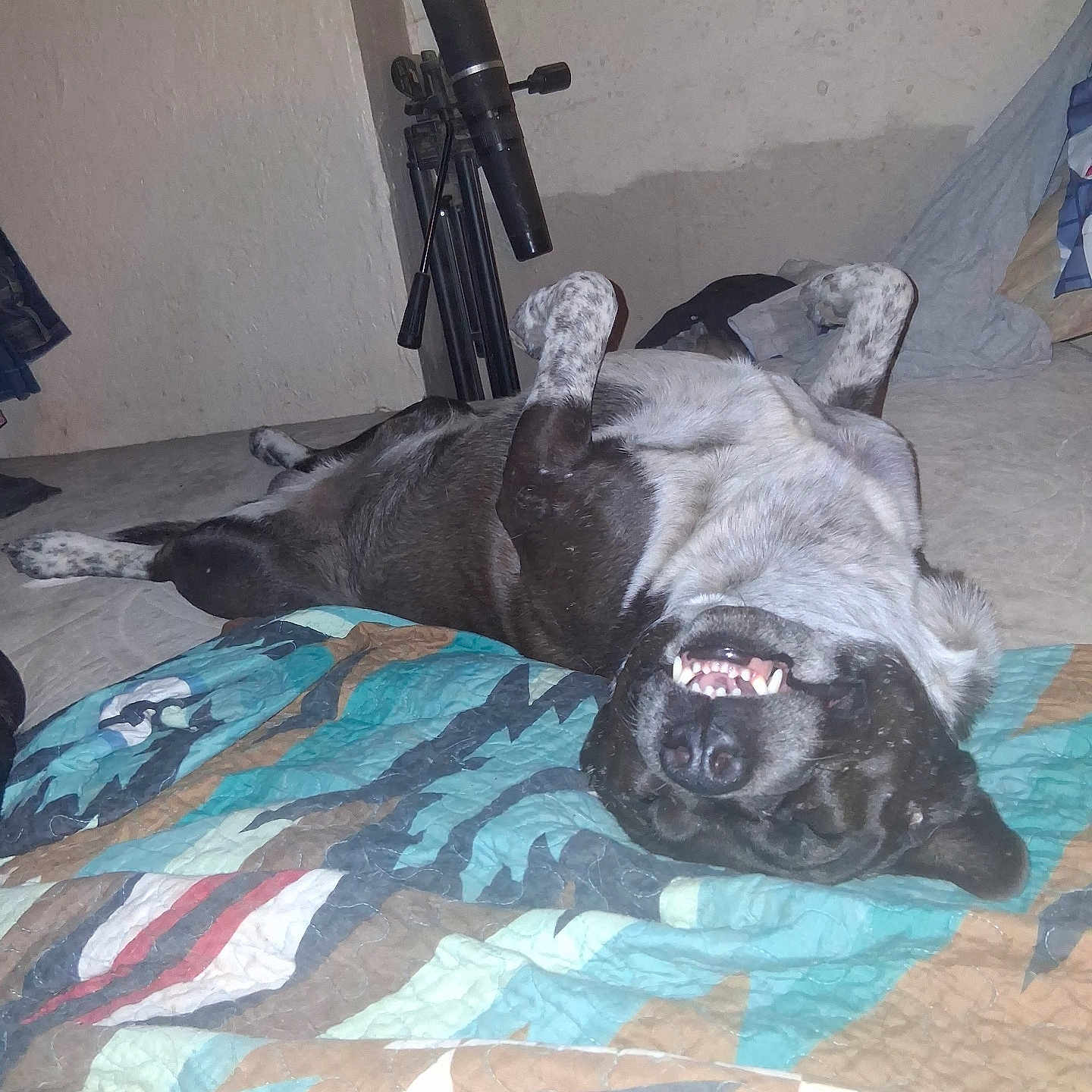 Blackjack is registered to the contest to win money with this photo: dog, smiling, lying_down, quilt, indoor, playful, black_and_white, pet, canine, floor, telescope, blanket, relaxed, happy, fur, snout, teeth, paws, bedroom, cozy